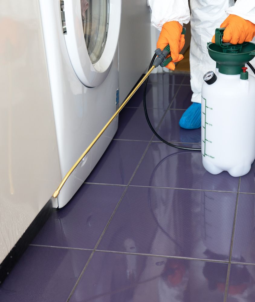 Dedetização em Belém