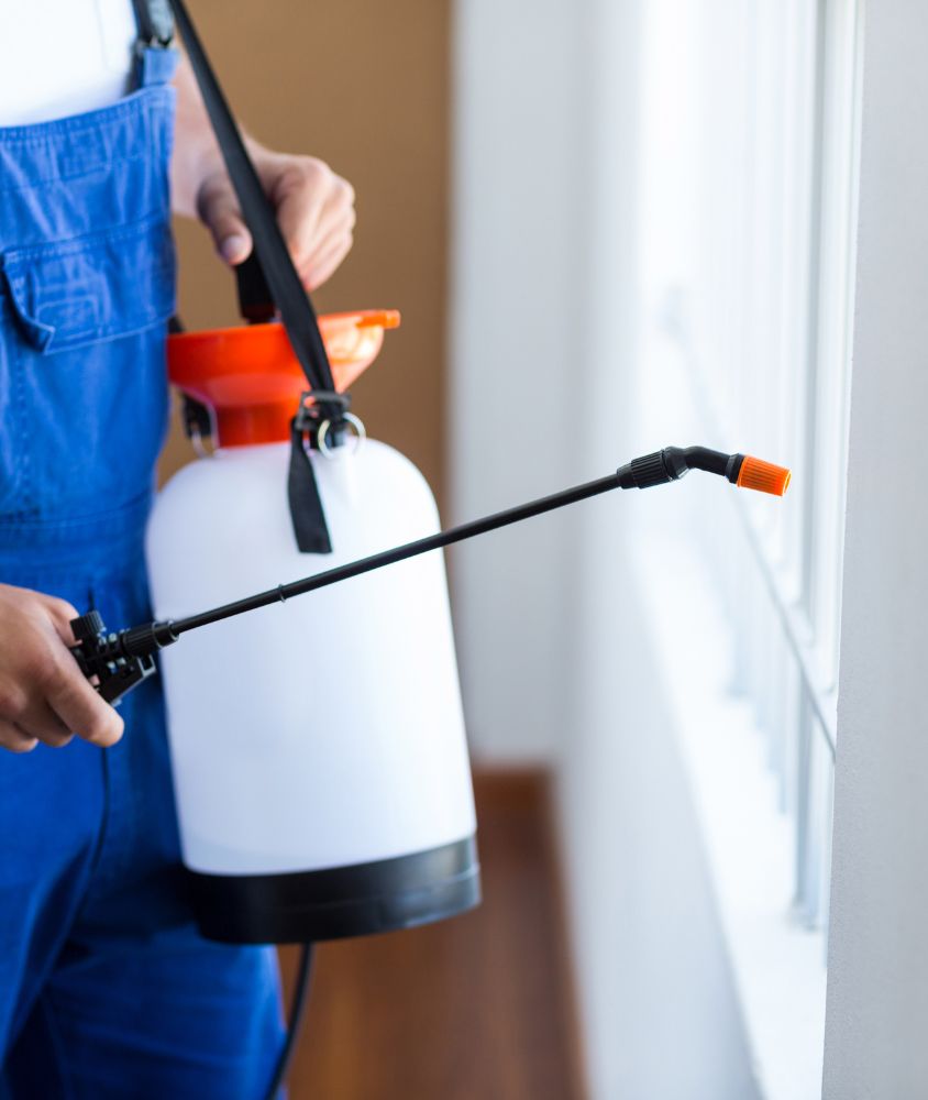 dedetizador em Belém