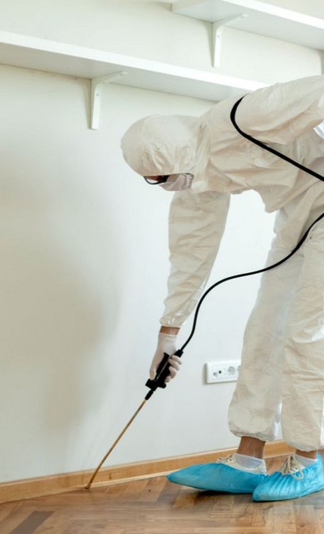 dedetizadora em Belém